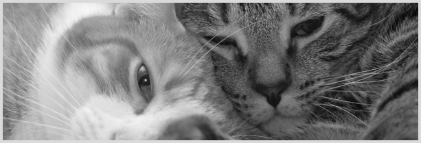 two cats snuggling header